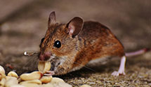 24 Hour & Emergency Exterminators in Montpelier, IA